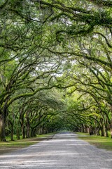 wormsloe planation reflections, savannah, georgia