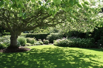 Naklejka premium Serene Garden Scene Under a Lush, Spreading Tree