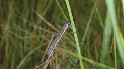 dragonfly on the grass