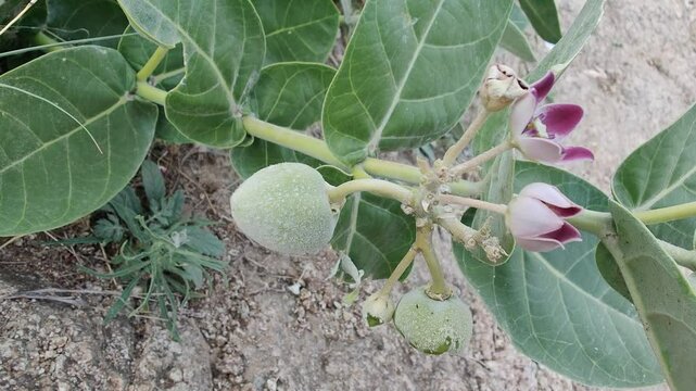 Calotropis procera, giant milkweed or the apple of sodom flowers, seedheads and plant