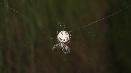 spider on the web