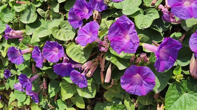 Ipomoea purpurea, or Morning Glory, is a fast-growing annual vine with beautiful trumpet-shaped flowers, often blue, purple, or pink, perfect for trellises but can be invasive