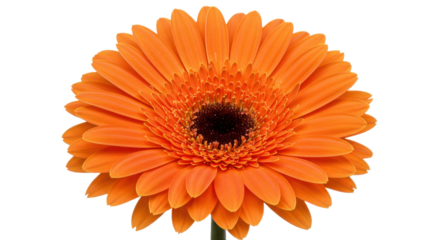 Single vibrant Orange Gerbera Daisy flower isolated on white background