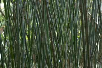 Shade of Green Bamboo in bamboo groove, Chengdu Panda Base, China