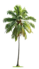 Obraz premium Tropical Palm: Standing tall and proud, a single palm tree displays its lush green fronds and sturdy trunk. Its natural elegance and vibrant foliage evoke a sense of tranquility and escape.
