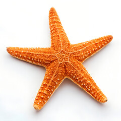 Vibrant orange starfish centered on white, ultra-sharp textured skin, top-down commercial stock.