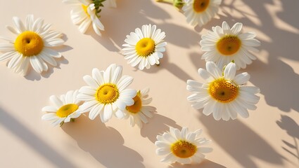 Obraz premium Daisy Flowers, Sunlight, Pastel Background A Collection of Delicate White Daisies, Botanical Photography, Summer Blooms, Floral Design Elements, Nature's Beauty
