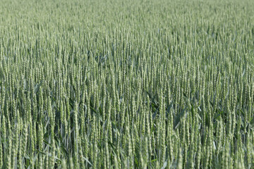 Field of ripening wheat. Ears of unripe wheat with selective focus. Green wheat. Blurred background. Agriculture