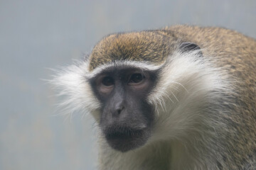 Wildlife Concept, vervet monkey (Chlorocebus pygerythrus)