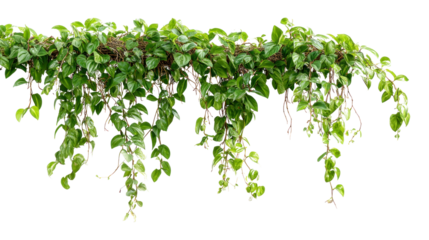 Vibrant Vine Cascade: a vivid display of a verdant vine, its cascading leaves creating a dynamic natural border, ideal for framing a space or adding botanical elegance.