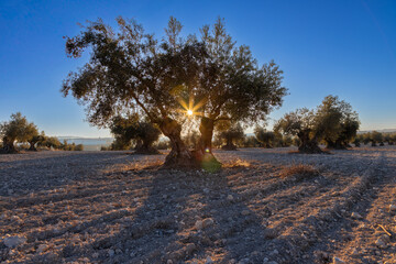 beautiful sunset over the cultivated farmland in centre of Spain with fields full of olive trees which will be ready to harvest in a couple of months time to be used to produce olive oil for export