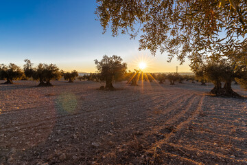 beautiful sunset over the cultivated farmland in centre of Spain with fields full of olive trees which will be ready to harvest in a couple of months time to be used to produce olive oil for export