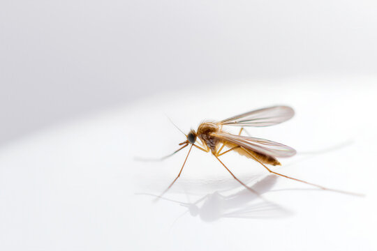 Close-Up Mosquito on White