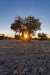 beautiful sunset over the cultivated farmland in centre of Spain with fields full of olive trees which will be ready to harvest in a couple of months time to be used to produce olive oil for export