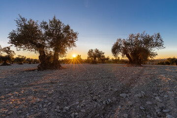 beautiful sunset over the cultivated farmland in centre of Spain with fields full of olive trees which will be ready to harvest in a couple of months time to be used to produce olive oil for export