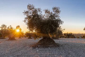 beautiful sunset over the cultivated farmland in centre of Spain with fields full of olive trees which will be ready to harvest in a couple of months time to be used to produce olive oil for export