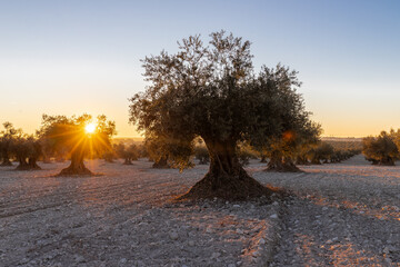 beautiful sunset over the cultivated farmland in centre of Spain with fields full of olive trees which will be ready to harvest in a couple of months time to be used to produce olive oil for export