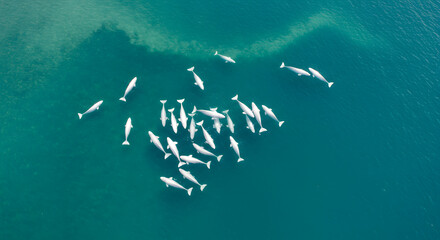 Aerial View of a Pod of Beluga Whales