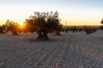 beautiful sunset over the cultivated farmland in centre of Spain with fields full of olive trees...