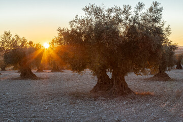 beautiful sunset over the cultivated farmland in centre of Spain with fields full of olive trees which will be ready to harvest in a couple of months time to be used to produce olive oil for export