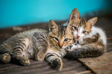 Two Kittens Cuddling on Wooden Floor