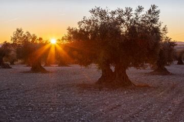 beautiful sunset over the cultivated farmland in centre of Spain with fields full of olive trees which will be ready to harvest in a couple of months time to be used to produce olive oil for export