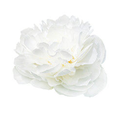 Delicate White Peony Flower Blooming Against a Clean Transparent Background