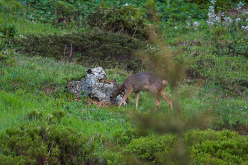 a roe buck is licking salt at a salt lick for wild animals, at a spring day on the mountains