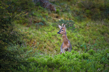a roe buck yearling on a mountain meadow at a spring morning