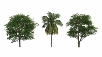 Three Lush Trees: Deciduous, Palm, and Deciduous