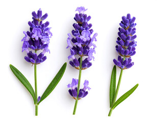 Naklejka premium Three lavender sprigs isolated on white background