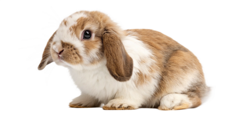 A charming baby Holland Lop rabbit png sitting upright on a pristine white background, facing forward with its endearing floppy ears and soft, plush fur. Its big, innocent eyes and tiny paws .