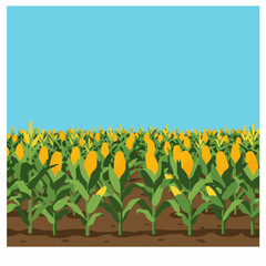 Lush corn field under bright summer sky. Ripe corn cobs on stalks in garden.  Rows of maize plants on farmland ready for harvest.
