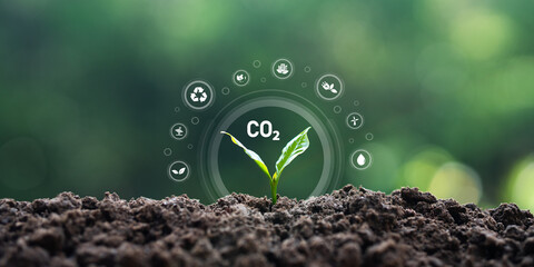 Sustainability and Green Business Growing Trees Carbon Reduction CO2 Concept Net Emission Target...
