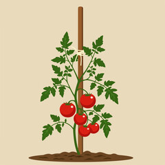 Ripe red tomatoes growing on plant supported by wooden stake.  Healthy tomatoes on vine, tied to stake with twine.