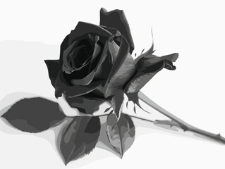 Black rose, vector, white background