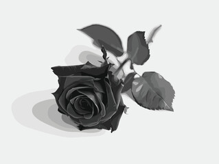 Black rose, vector, white background
