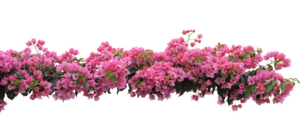 Blossoming Bougainvillea: A vibrant garland of bougainvillea flowers in full bloom, showcasing delicate pink petals and lush greenery, evoking a sense of springtime renewal and natural elegance.
