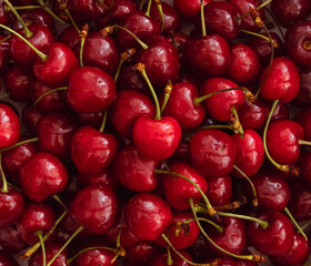 Cherry background from fesh market.Close up of a bunch of bright ripe maroon red cherries shot from above. Cherry with drops water for Food background