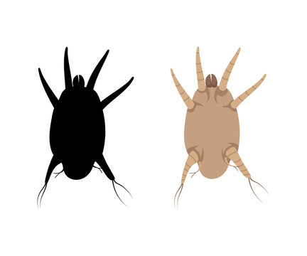 Ear mite causing otodectes cynotis infection and its black silhouette