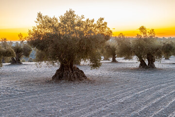 beautiful sunrise over the cultivated farmland in centre of Spain with fields full of olive trees which will be ready to harvest in a couple of months time to be used to produce olive oil for export