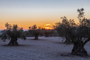 beautiful sunrise over the cultivated farmland in centre of Spain with fields full of olive trees which will be ready to harvest in a couple of months time to be used to produce olive oil for export
