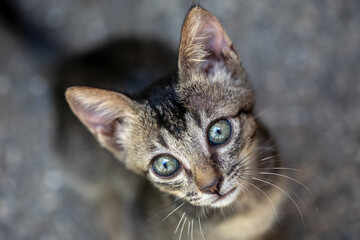 Close-up portrait of young tabby kitten looking up