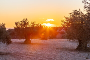 beautiful sunrise over the cultivated farmland in centre of Spain with fields full of olive trees which will be ready to harvest in a couple of months time to be used to produce olive oil for export