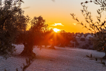 beautiful sunrise over the cultivated farmland in centre of Spain with fields full of olive trees which will be ready to harvest in a couple of months time to be used to produce olive oil for export