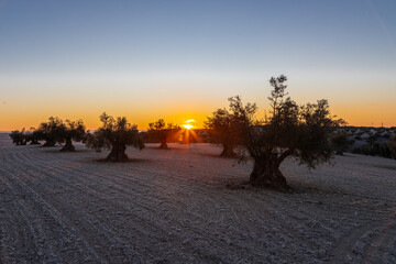 beautiful sunrise over the cultivated farmland in centre of Spain with fields full of olive trees which will be ready to harvest in a couple of months time to be used to produce olive oil for export