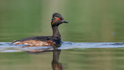 Black-necked Grebe water birds swimming in the lake
