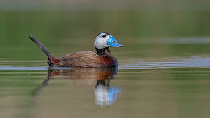 White-headed Duck water bird swimming in the lake