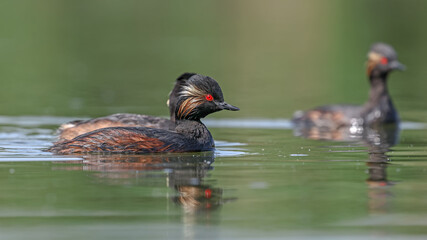 Black-necked Grebe water birds swimming in the lake