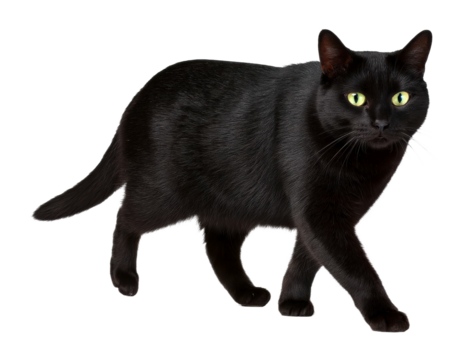 Playful black cat walking freely in a home environment captured from a low angle view isolated on transparent background